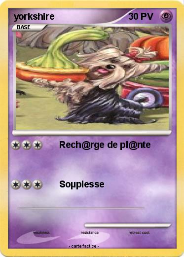 Pokemon yorkshire