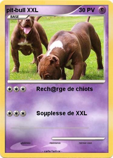 Pokemon pit-bull XXL