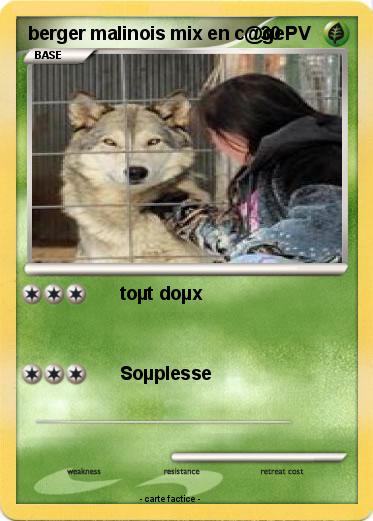 Pokemon berger malinois mix en c@ge