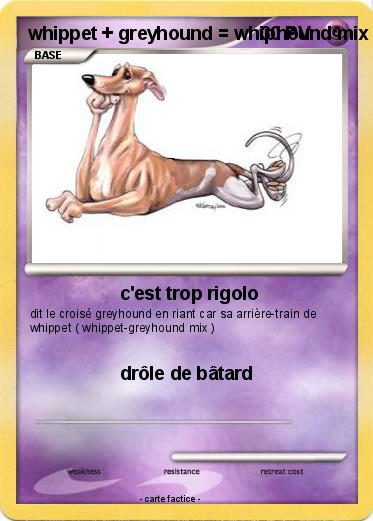 Pokemon whippet + greyhound = whiphound mix