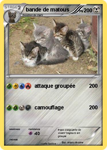 Pokemon bande de matous