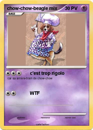 Pokemon chow-chow-beagle mix