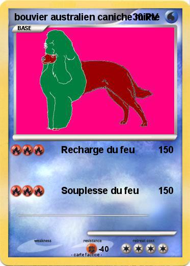 Pokemon bouvier australien caniche mixte