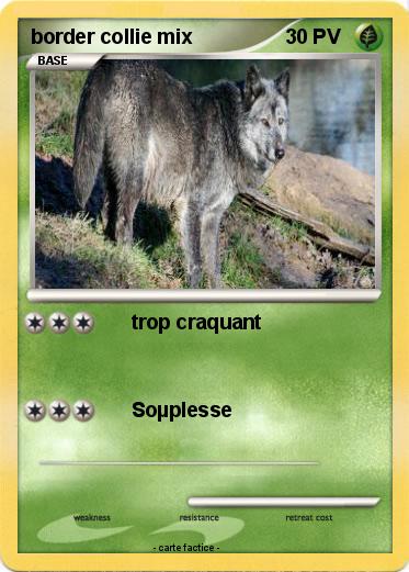 Pokemon border collie mix