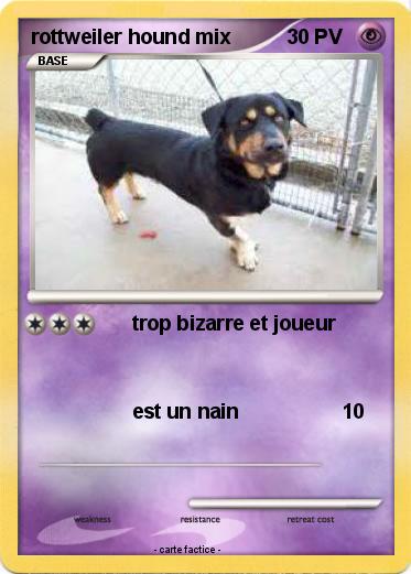 Pokemon rottweiler hound mix