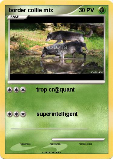 Pokemon border collie mix