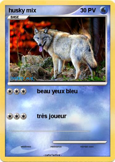 Pokemon husky mix