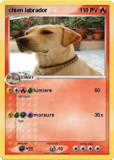 Pokemon chien labrador
