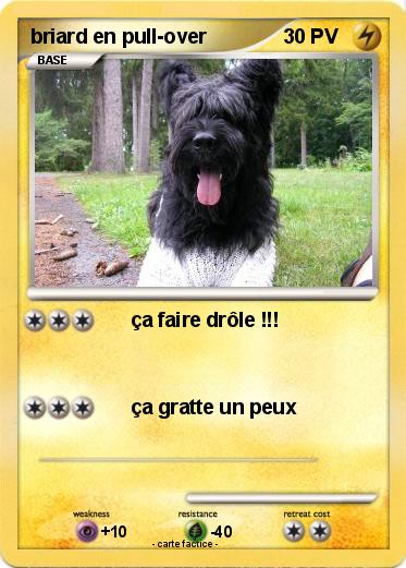 Pokemon briard en pull-over