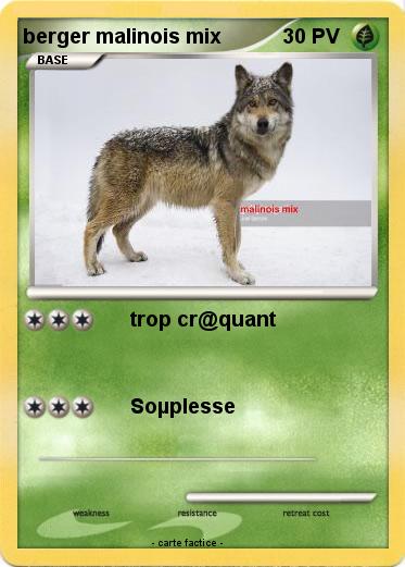 Pokemon berger malinois mix