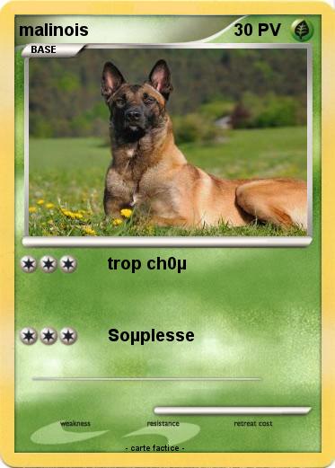 Pokemon malinois