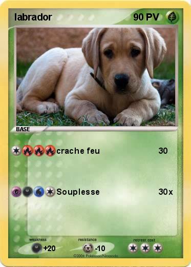 Pokemon labrador