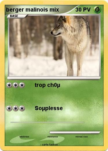 Pokemon berger malinois mix