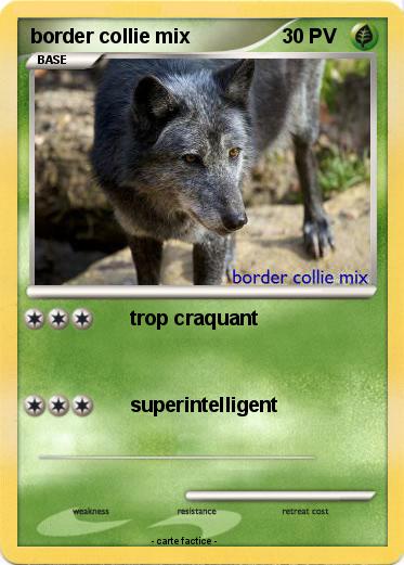 Pokemon border collie mix