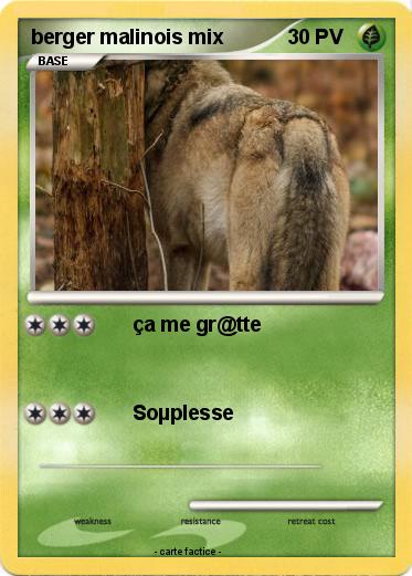 Pokemon berger malinois mix