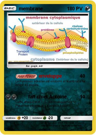 Pokemon membrane