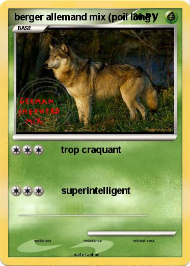 Pokemon berger allemand mix (poil long )