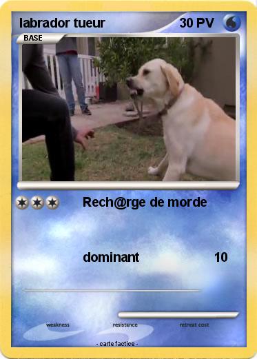 Pokemon labrador tueur