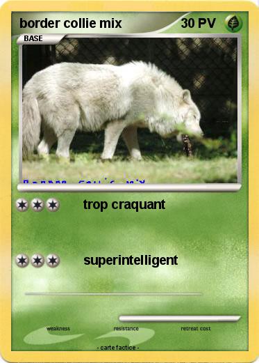Pokemon border collie mix