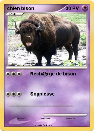 Pokemon chien bison