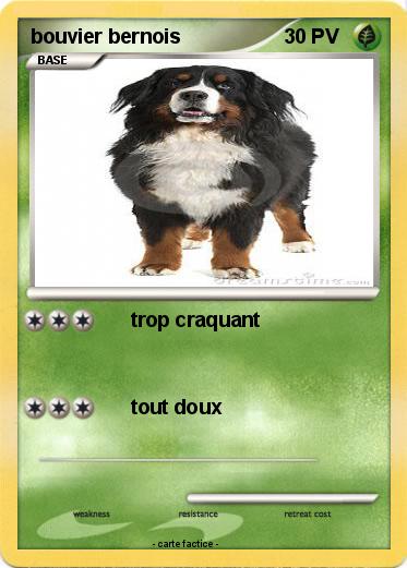 Pokemon bouvier bernois