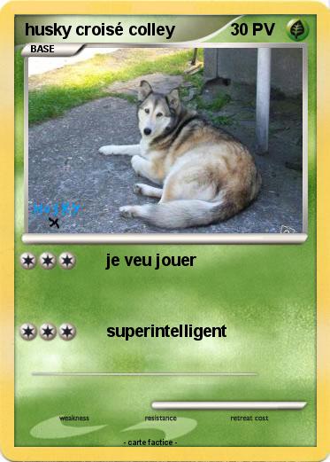 Pokemon husky croisé colley