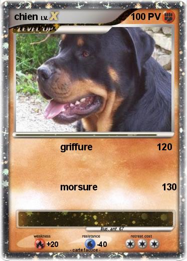 Pokemon chien