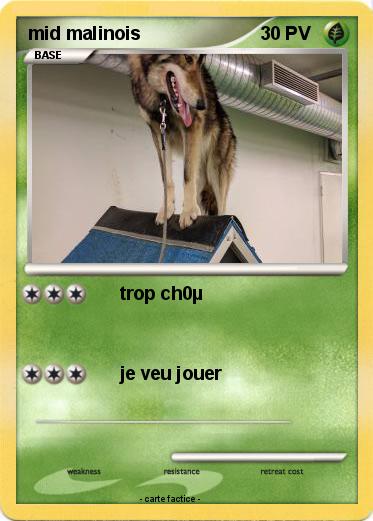 Pokemon mid malinois