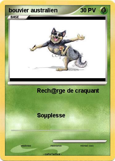 Pokemon bouvier australien