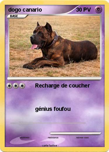 Pokemon dogo canario