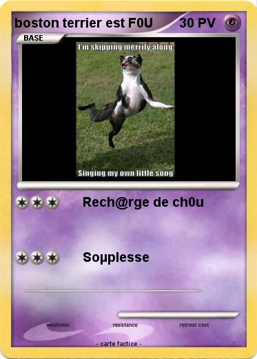 Pokemon boston terrier est F0U
