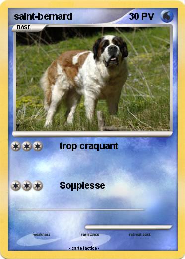 Pokemon saint-bernard