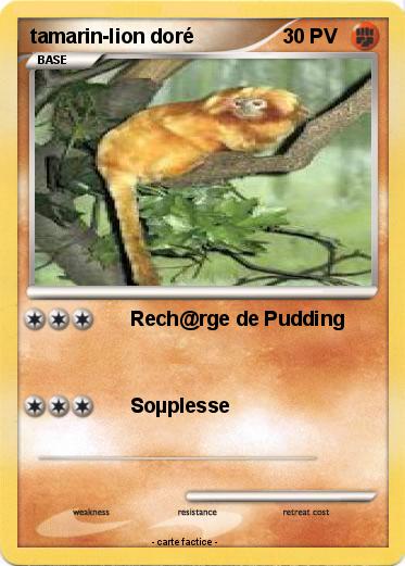 Pokemon tamarin-lion doré