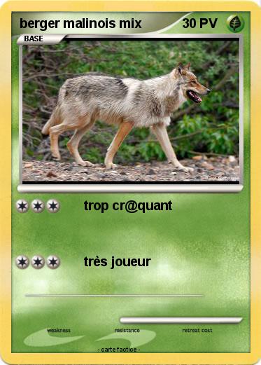 Pokemon berger malinois mix