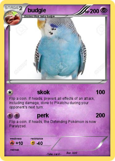 Pokemon budgie