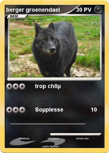 Pokemon berger groenendael