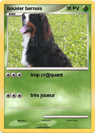 Pokemon bouvier bernois