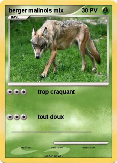 Pokemon berger malinois mix
