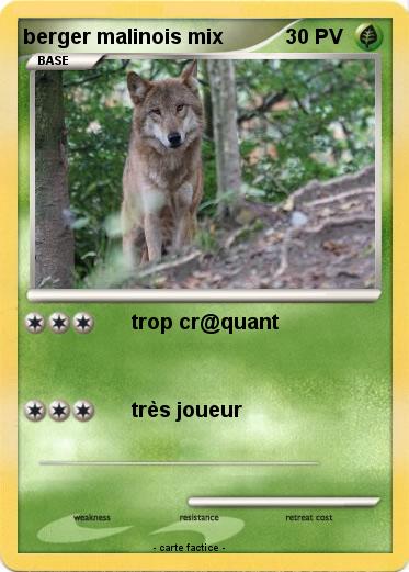 Pokemon berger malinois mix