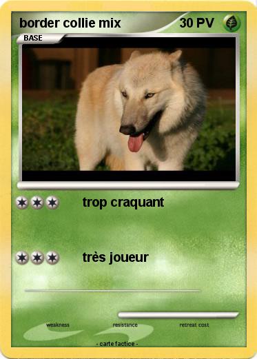 Pokemon border collie mix