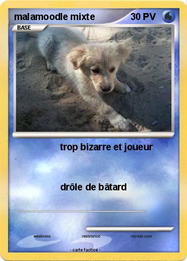 Pokemon malamoodle mixte