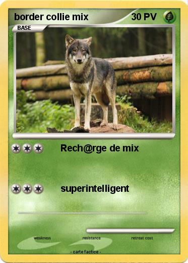 Pokemon border collie mix