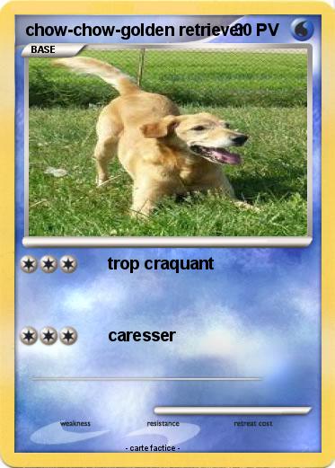 Pokemon chow-chow-golden retriever