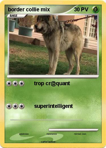 Pokemon border collie mix