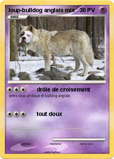 Pokemon loup-bulldog anglais mix