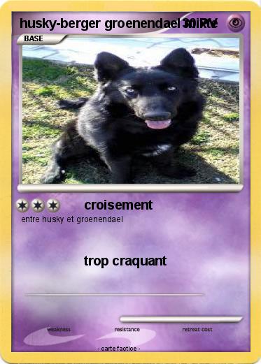 Pokemon husky-berger groenendael mixte