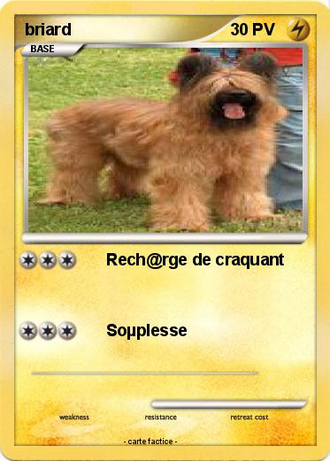 Pokemon briard