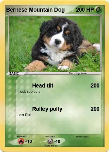 Pokemon Bernese Mountain Dog