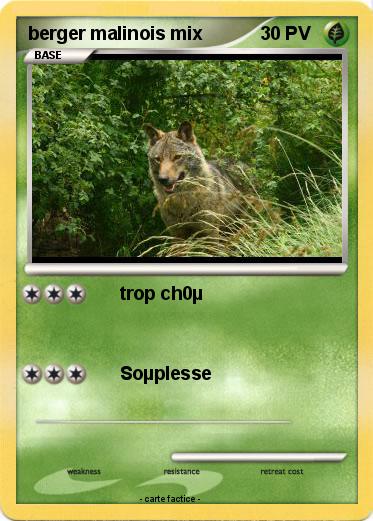 Pokemon berger malinois mix