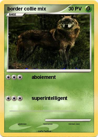 Pokemon border collie mix